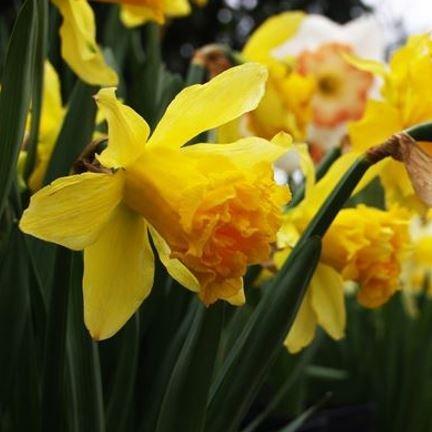 Narcissus pseudonarcissus Plenus in the GardenTags plant encyclopedia Daffodil Pseudonarcissus Plenus (Double) in the GardenTags plant encyclopedia