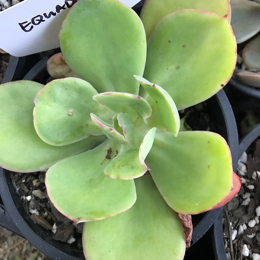 Echeveria Ecuador in the GardenTags plant encyclopedia Echeveria Ecuador in the GardenTags plant encyclopedia