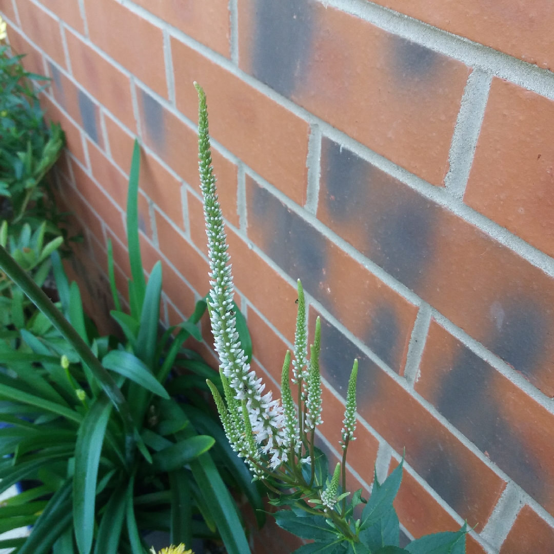 Veronicastrum virginicum Pink Glow in the GardenTags plant encyclopedia Culvers Root Pink Glow in the GardenTags plant encyclopedia