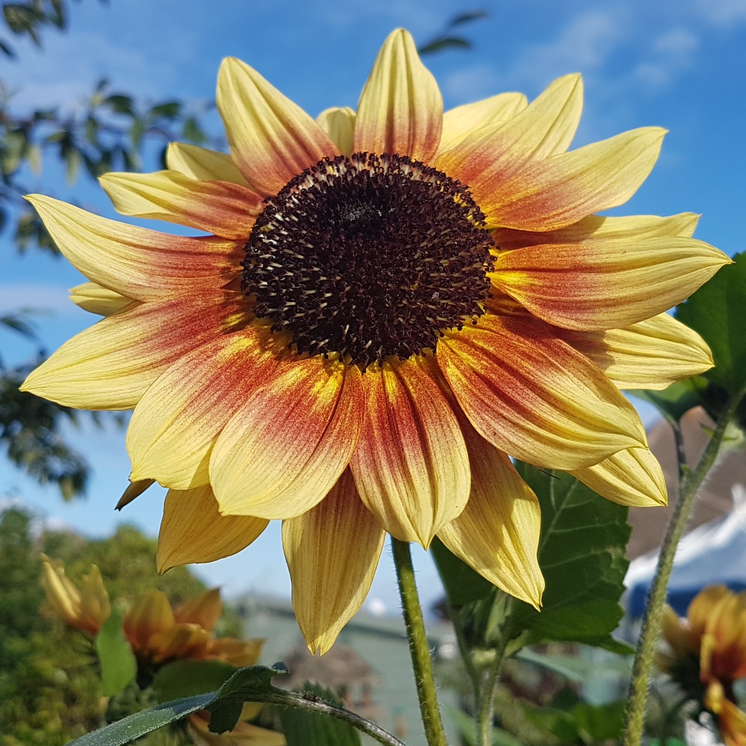 Helianthus Annuus Magic Roundabout F1 in the GardenTags plant encyclopedia Sunflower Magic Roundabout F1 (Mix) in the GardenTags plant encyclopedia