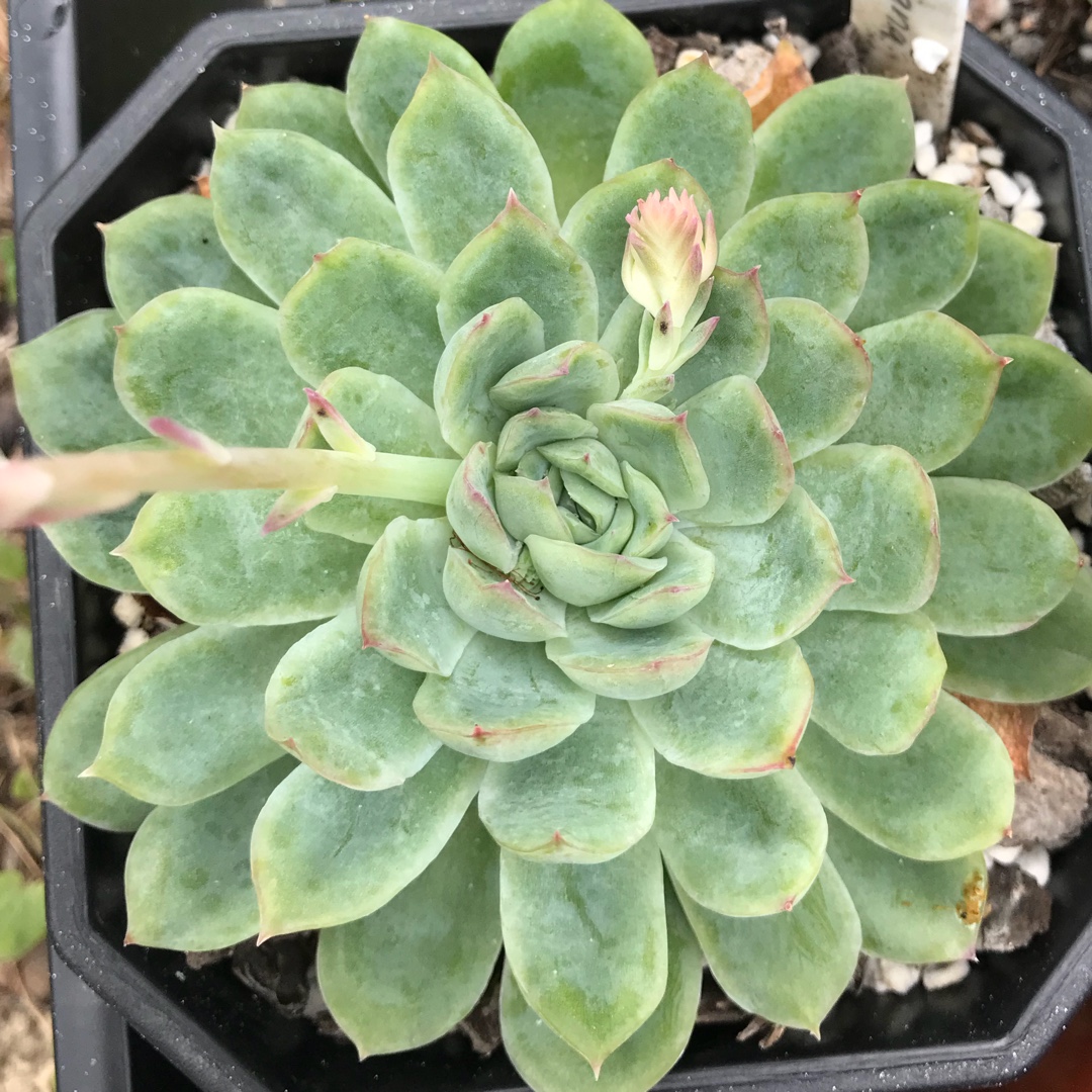 Echeveria Nixiana in the GardenTags plant encyclopedia Echeveria Nixiana in the GardenTags plant encyclopedia
