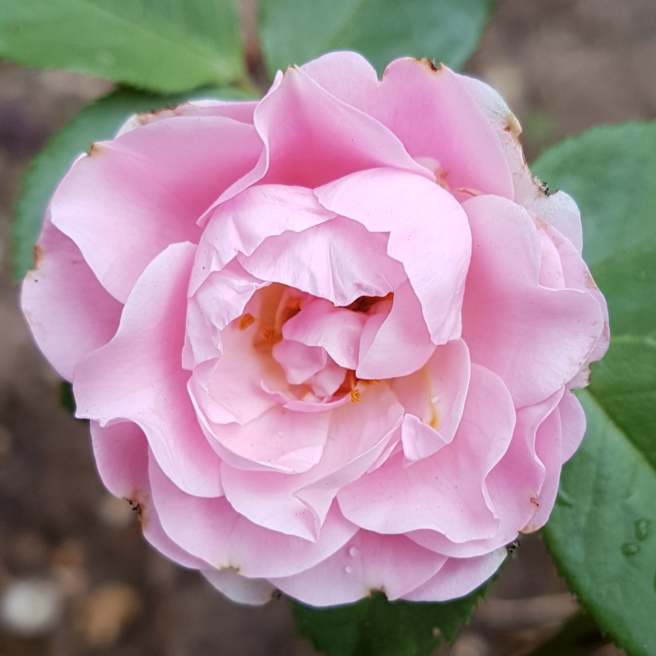 Rosa Happy Silver Wedding in the GardenTags plant encyclopedia Floribunda Rose Happy Silver Wedding in the GardenTags plant encyclopedia