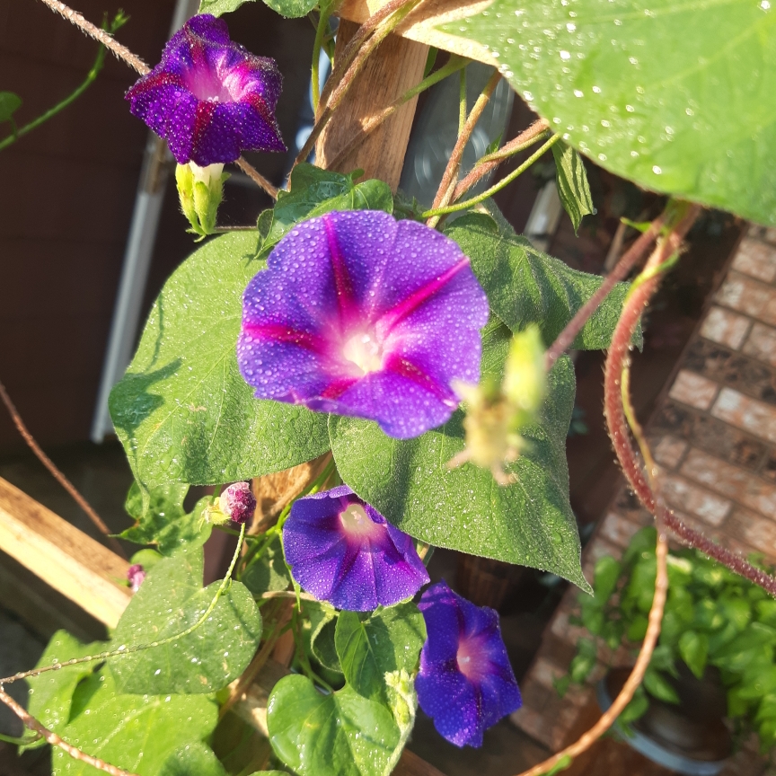 Ipomoea Nil Muro Kumo in the GardenTags plant encyclopedia Morning Glory Mura Kumo in the GardenTags plant encyclopedia