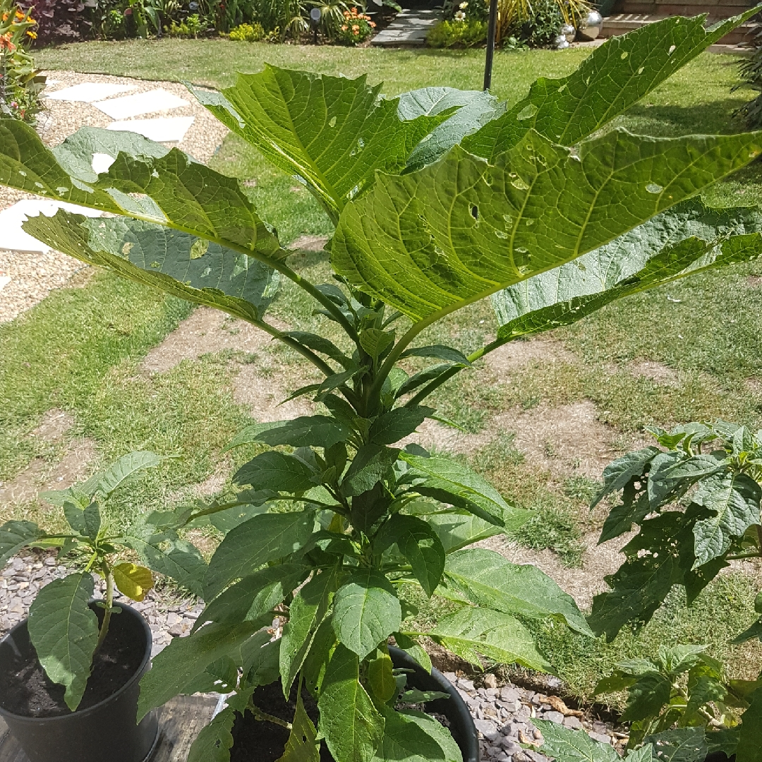 Brugmansia Langenbuscher Garten in the GardenTags plant encyclopedia Angels Trumpet Langenbuscher Garten in the GardenTags plant encyclopedia