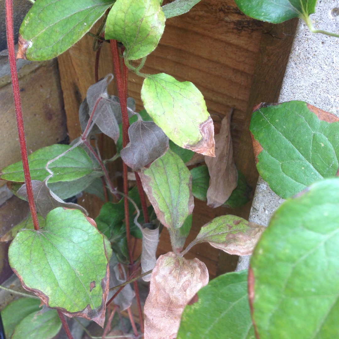 Clematis Asao in the GardenTags plant encyclopedia Clematis Asao in the GardenTags plant encyclopedia