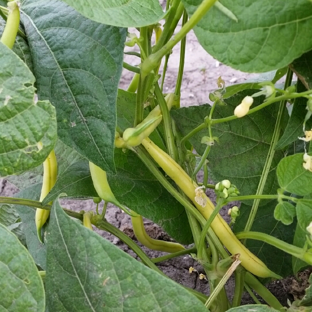 Phaseolus Vulgaris Slenderwax in the GardenTags plant encyclopedia Slenderwax Yellow Beans in the GardenTags plant encyclopedia