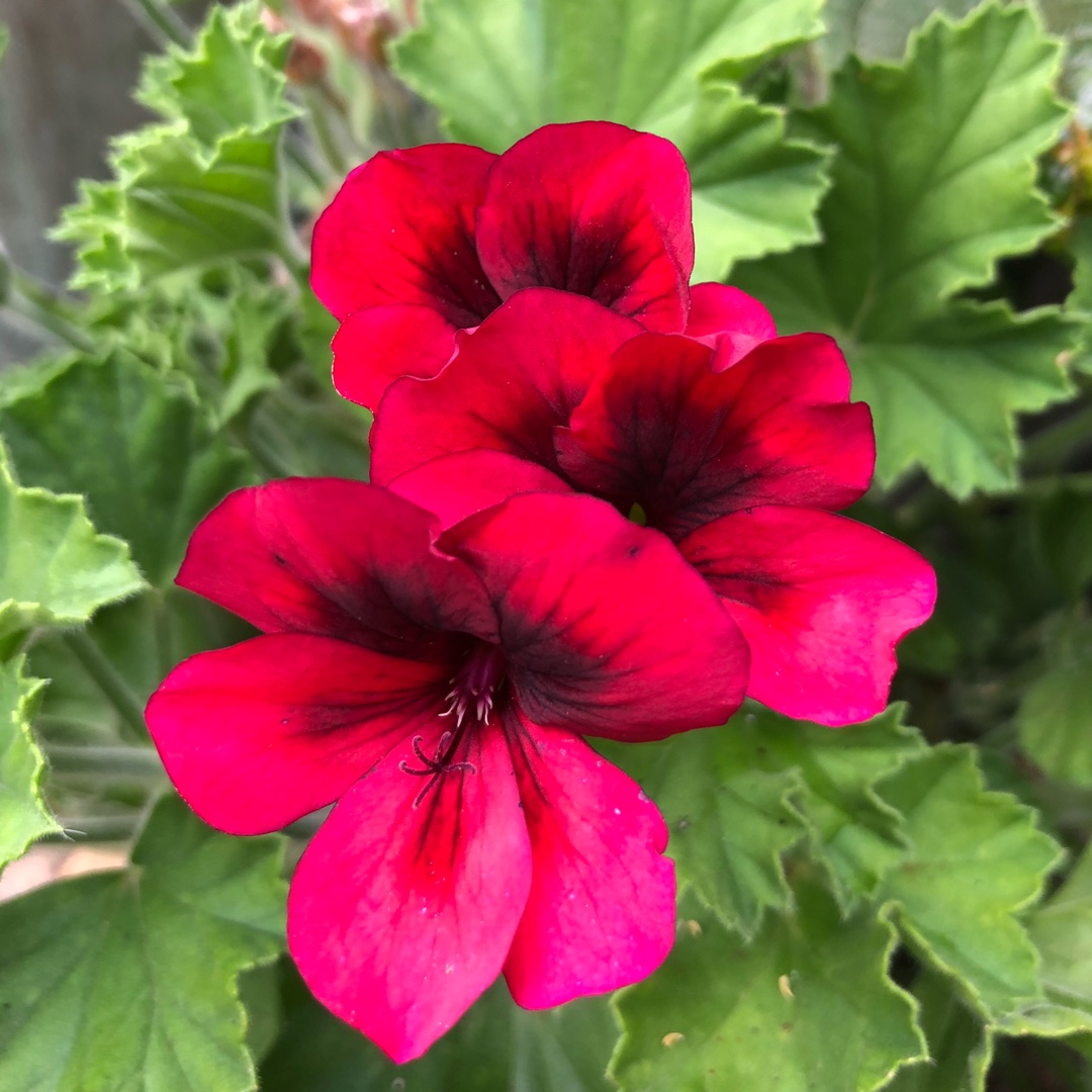 Pelargonium Camred (Candy Flowers Series) syn. Pelargonium Candy Flowers Bright Red in the GardenTags plant encyclopedia Pelargonium Candy Flowers Bright Red (Regal) in the GardenTags plant encyclopedia