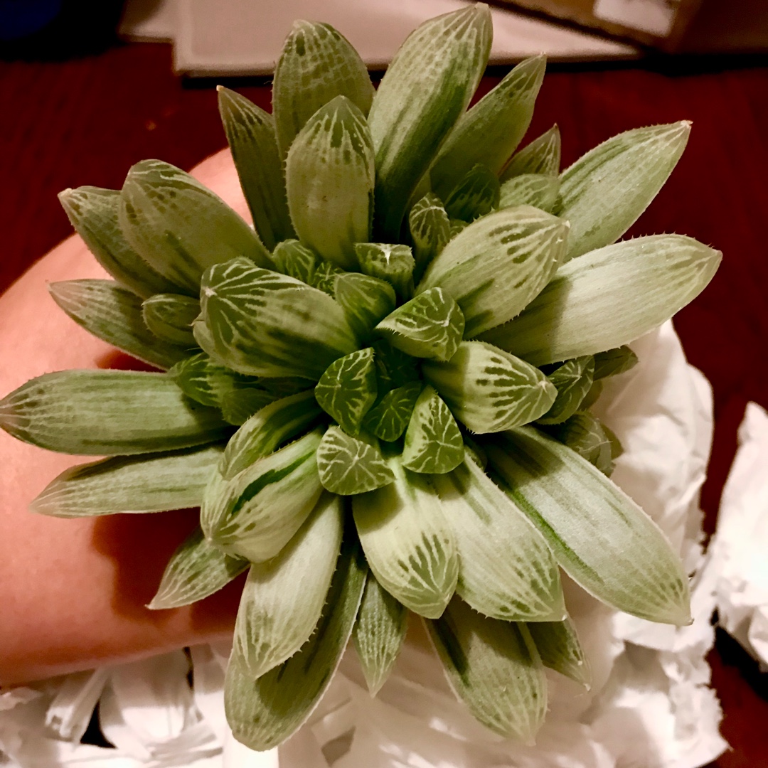 Haworthia Silver Swirls in the GardenTags plant encyclopedia