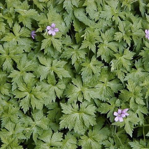 Geranium x oxonianum Wargrave Pink in the GardenTags plant encyclopedia Oxford Cranesbill Wargrave Pink in the GardenTags plant encyclopedia