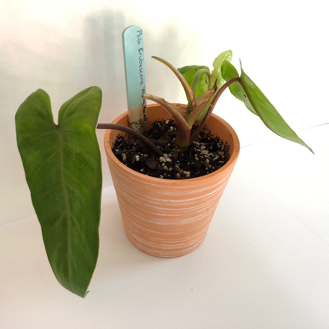 Philodendron erubescens in the GardenTags plant encyclopedia Blushing Philodendron in the GardenTags plant encyclopedia