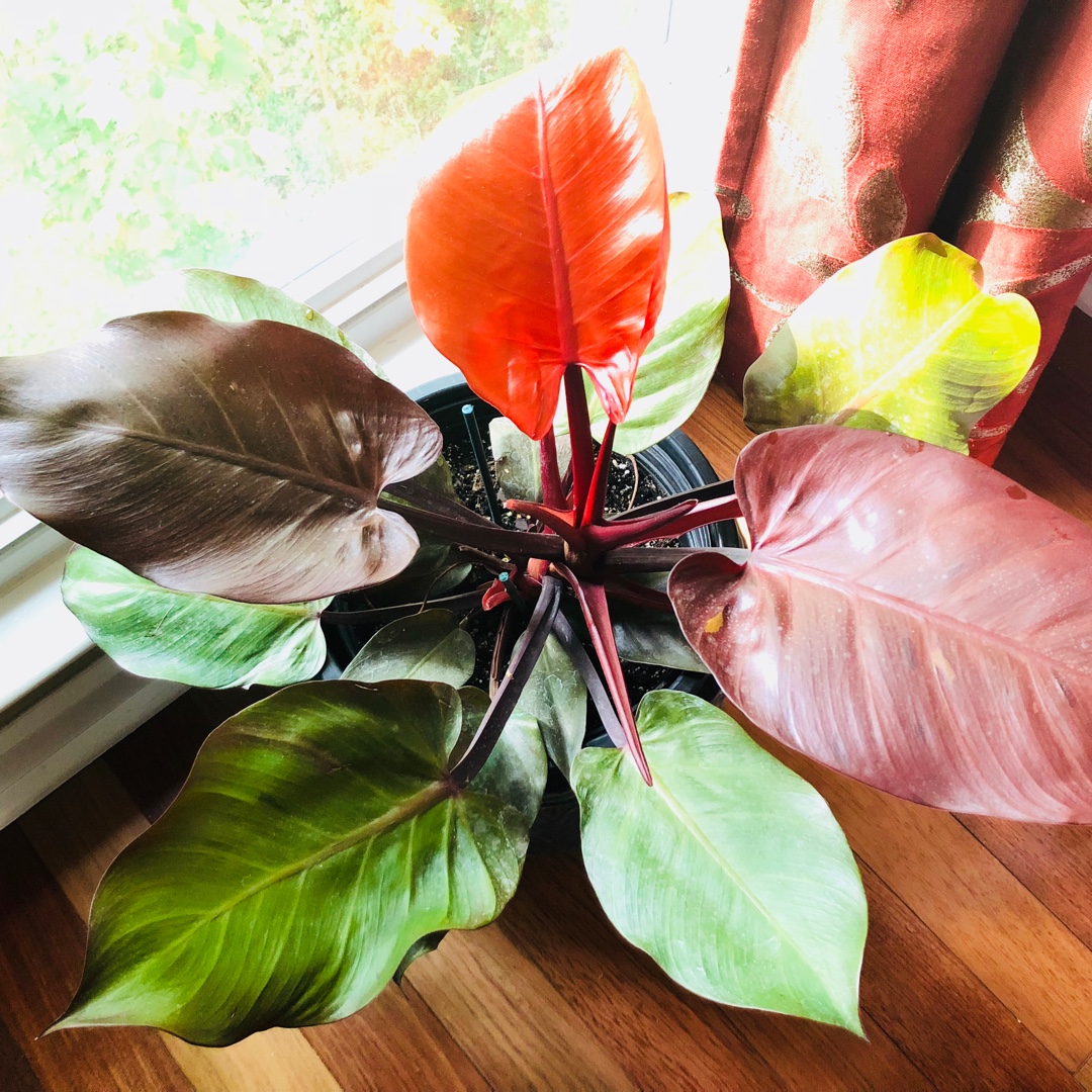 Philodendron McColleys Finale in the GardenTags plant encyclopedia Philodendron McColleys Finale in the GardenTags plant encyclopedia