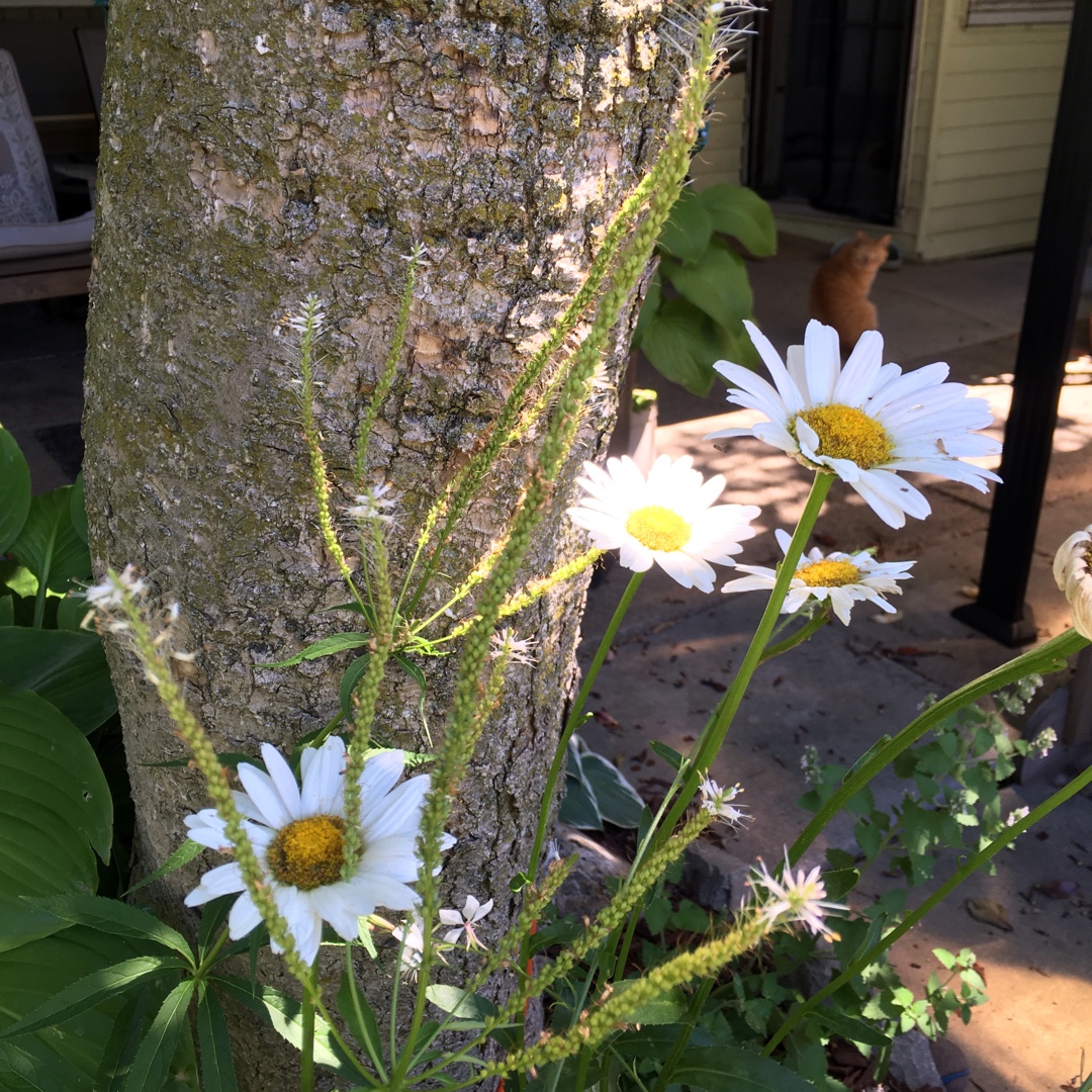 Veronicastrum virginicum Lavendelturm in the GardenTags plant encyclopedia Culvers Root Lavendelturm in the GardenTags plant encyclopedia
