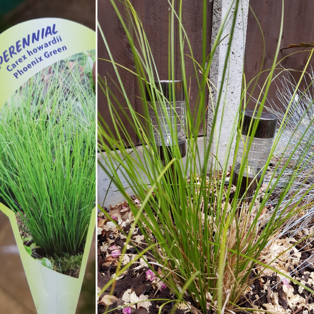 Carex comans Phoenix Green in the GardenTags plant encyclopedia Carex Phoenix Green in the GardenTags plant encyclopedia