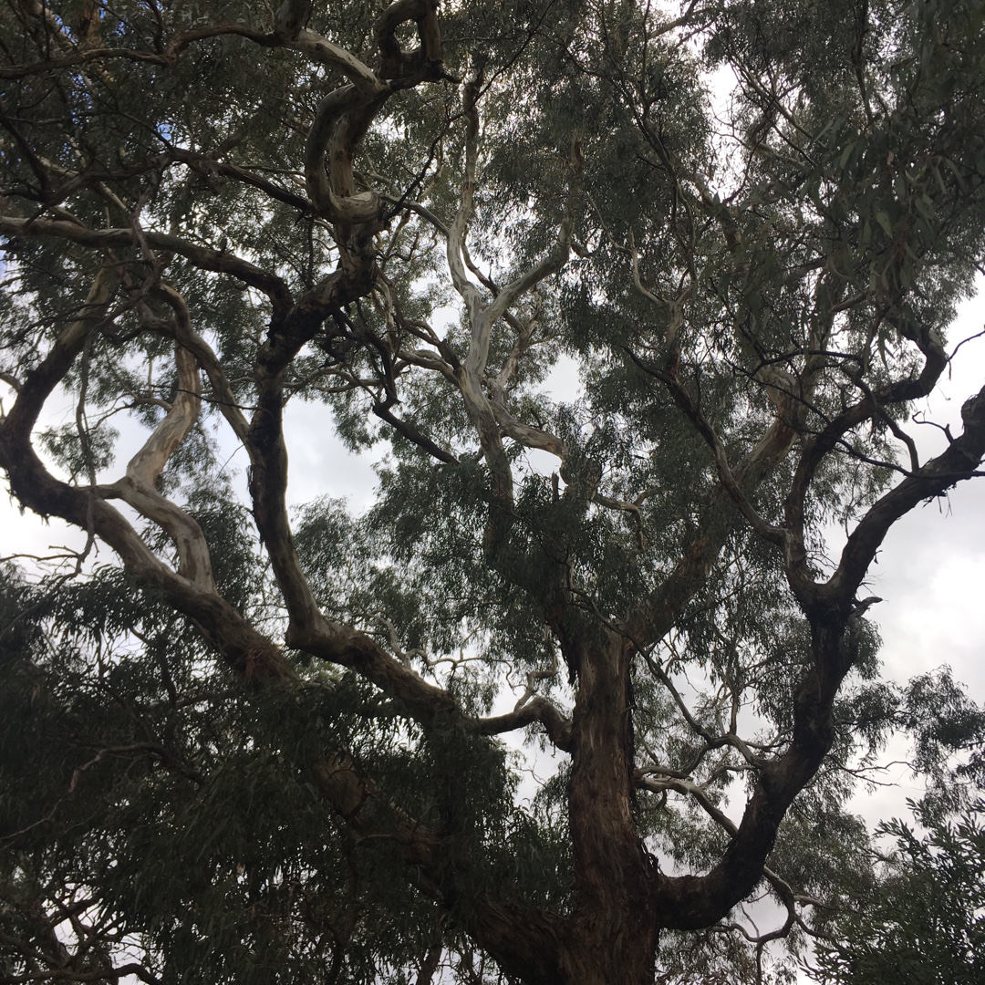 Eucalyptus Melliodora in the GardenTags plant encyclopedia Yellow Box in the GardenTags plant encyclopedia