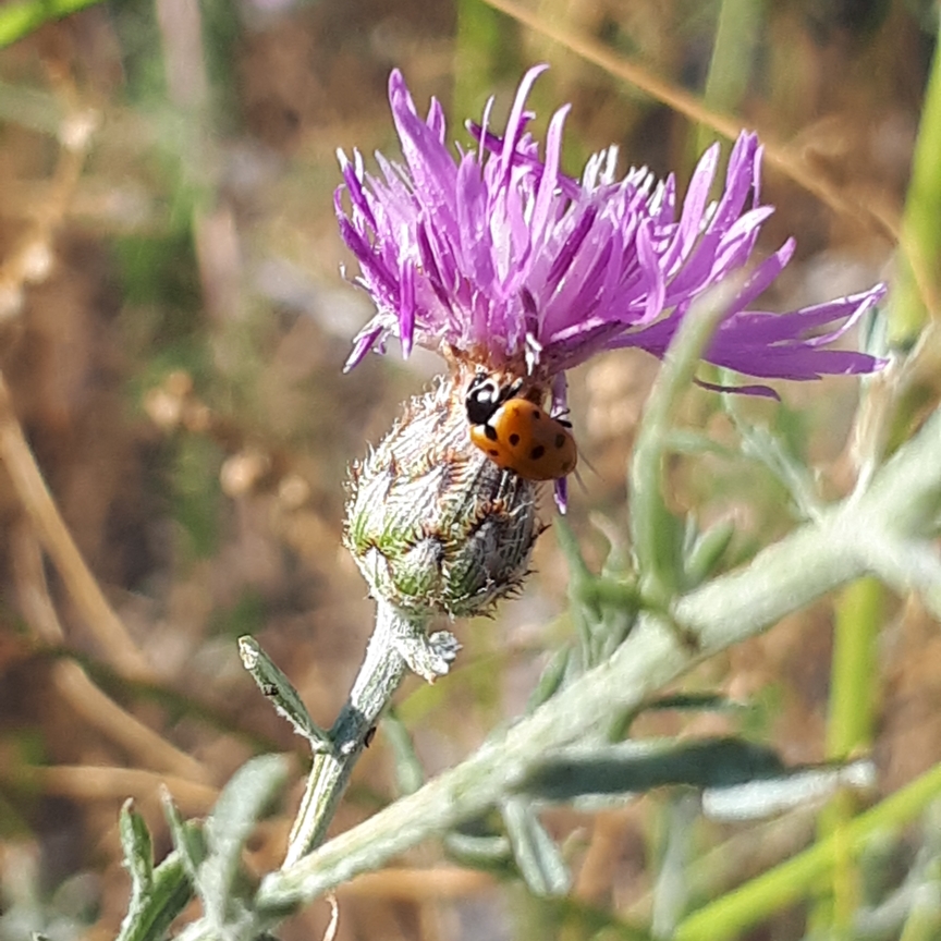 Centaurea maculosa in the GardenTags plant encyclopedia Spotted Knapweed in the GardenTags plant encyclopedia