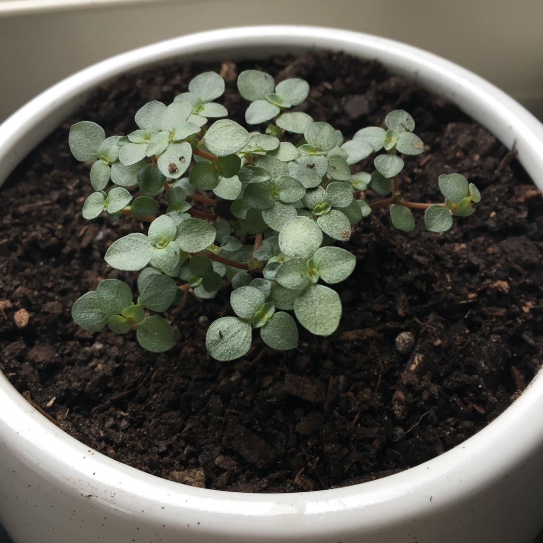 Grey Artillary Plant in the GardenTags plant encyclopedia
