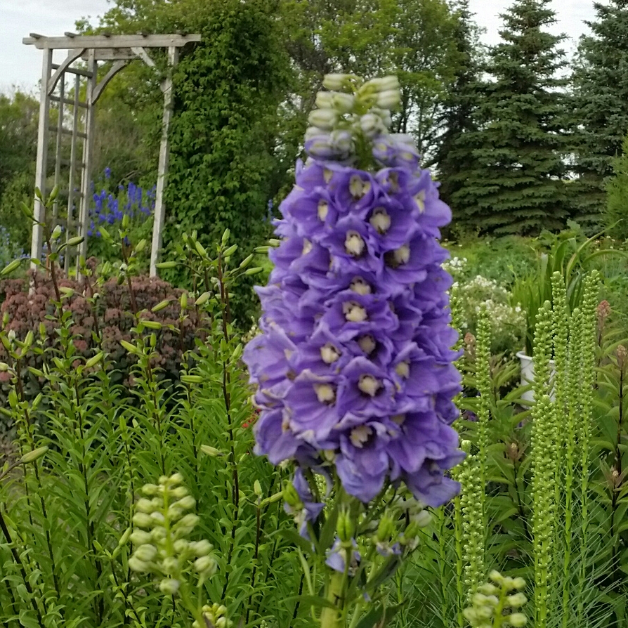 Delphinium x cultorum Lavender in the GardenTags plant encyclopedia Larkspur Lavender (Magic Fountain Series) in the GardenTags plant encyclopedia