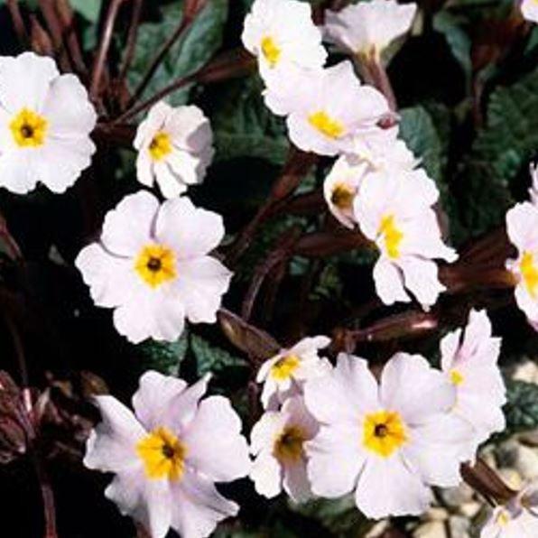 Primula Guinevere in the GardenTags plant encyclopedia Polyanthus Guinevere in the GardenTags plant encyclopedia
