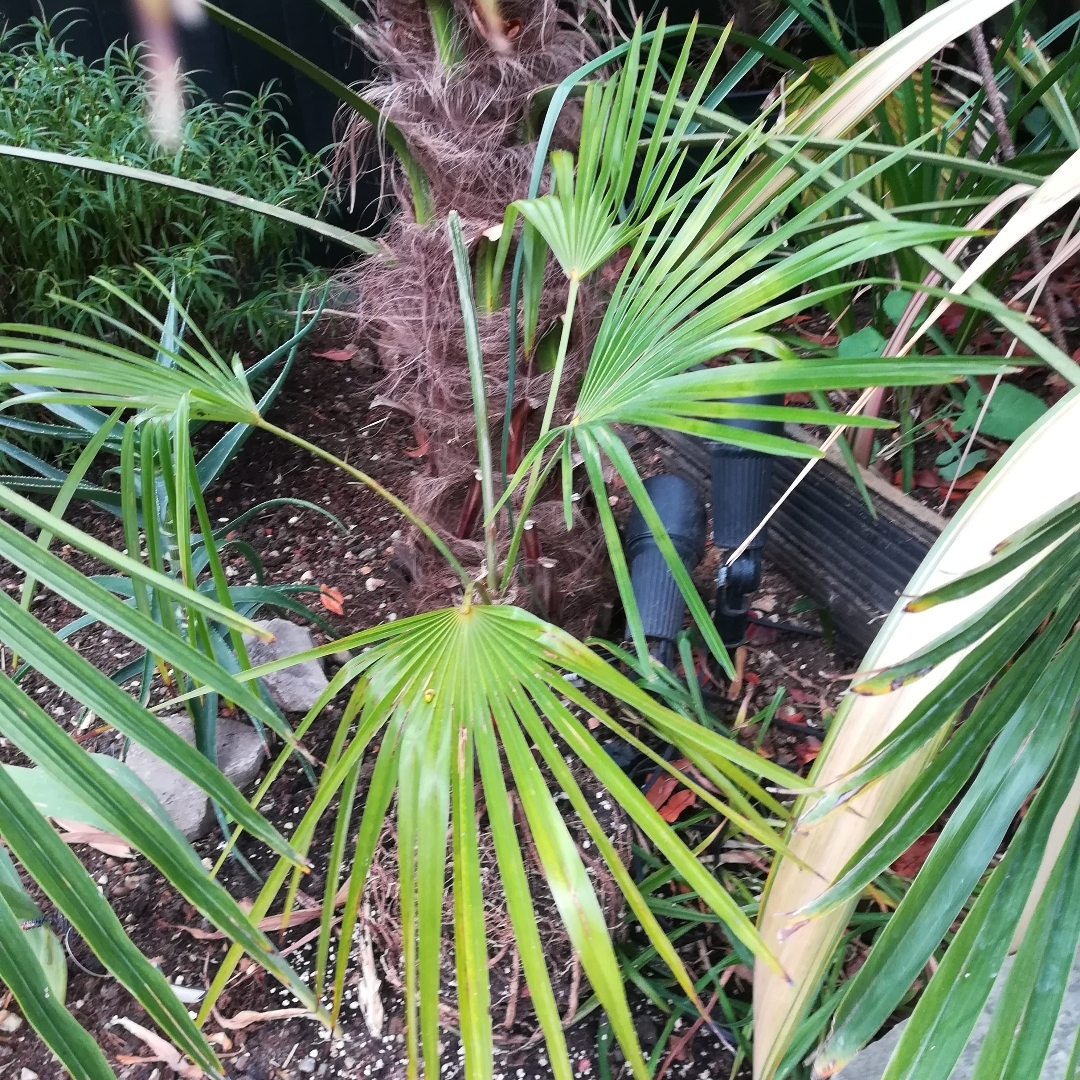 Trachycarpus Nova in the GardenTags plant encyclopedia Trachycarpus Nova in the GardenTags plant encyclopedia