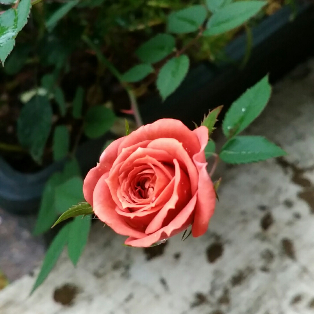 Floribunda Rose Brown Velvet in the GardenTags plant encyclopedia