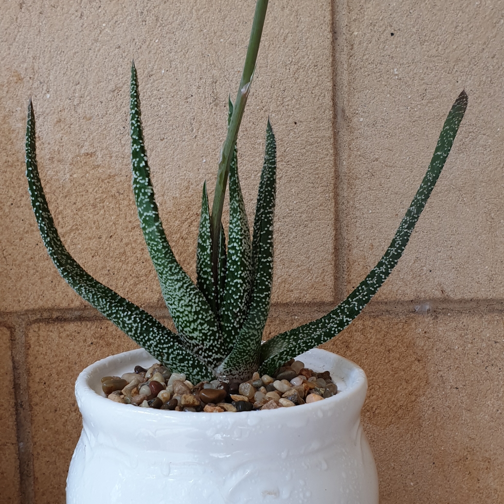 Aloe Crispata in the GardenTags plant encyclopedia Aloe Crispata in the GardenTags plant encyclopedia