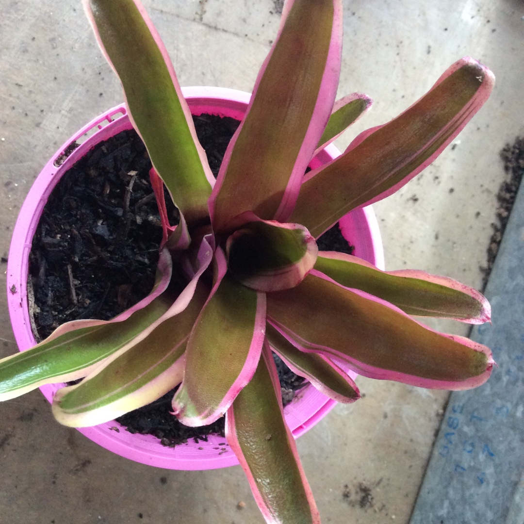 Neoregelia schultsiana Fireball Variegata in the GardenTags plant encyclopedia Neoregelia Fireball Variegata in the GardenTags plant encyclopedia