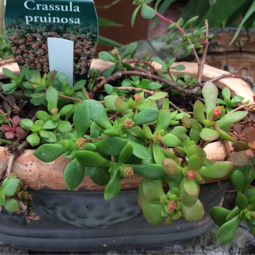 Crassula Pruinosa in the GardenTags plant encyclopedia Crassula Pruinosa in the GardenTags plant encyclopedia