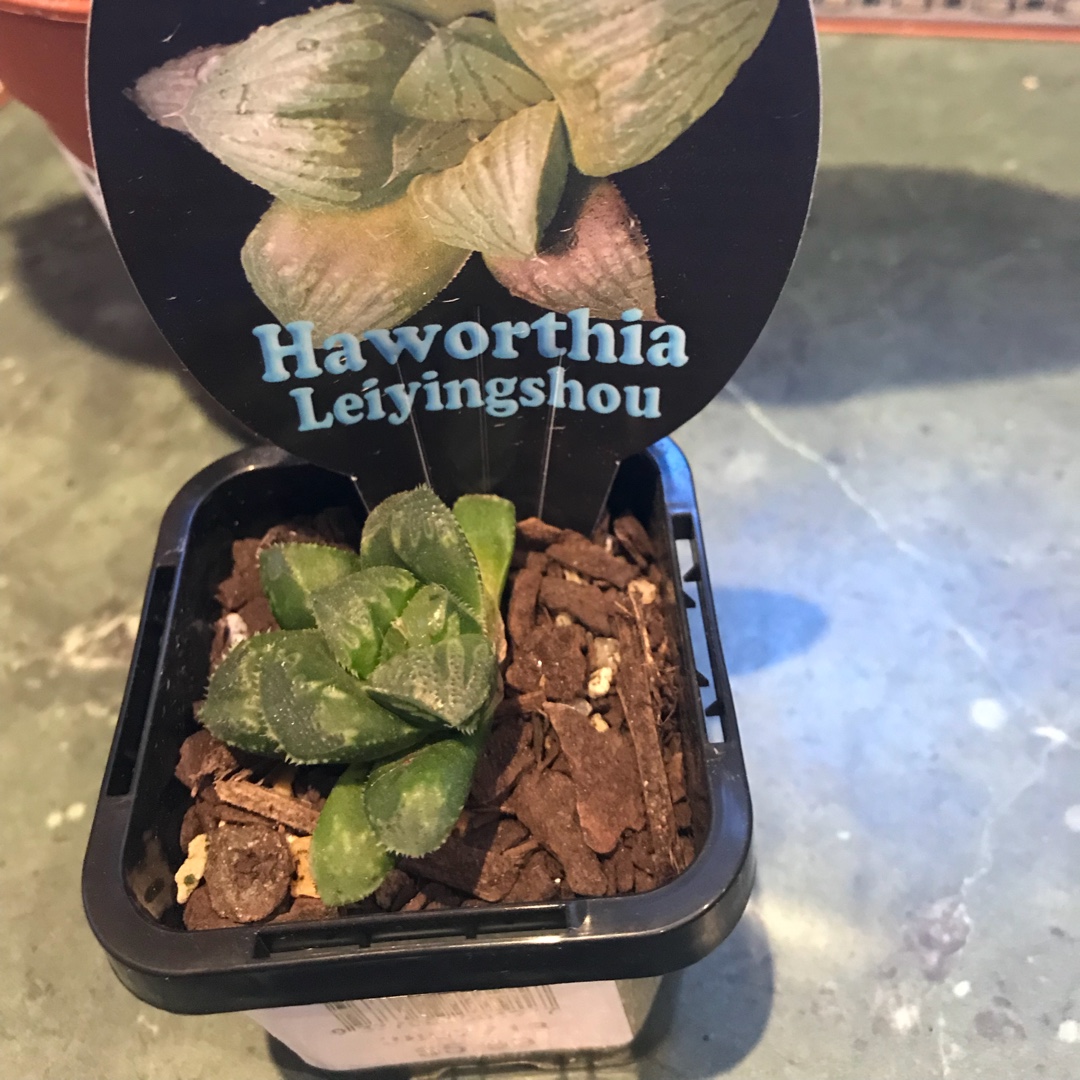 Haworthia Leyingshou in the GardenTags plant encyclopedia Haworthia Leyingshou in the GardenTags plant encyclopedia