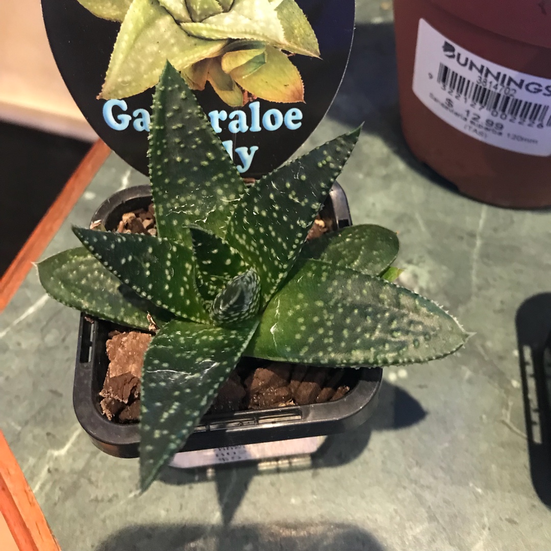 x Gasteraloe Solly in the GardenTags plant encyclopedia Gasteraloe Solly in the GardenTags plant encyclopedia