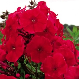 Phlox paniculata Adessa Red (Adessa Series) in the GardenTags plant encyclopedia Phlox Adessa Red in the GardenTags plant encyclopedia