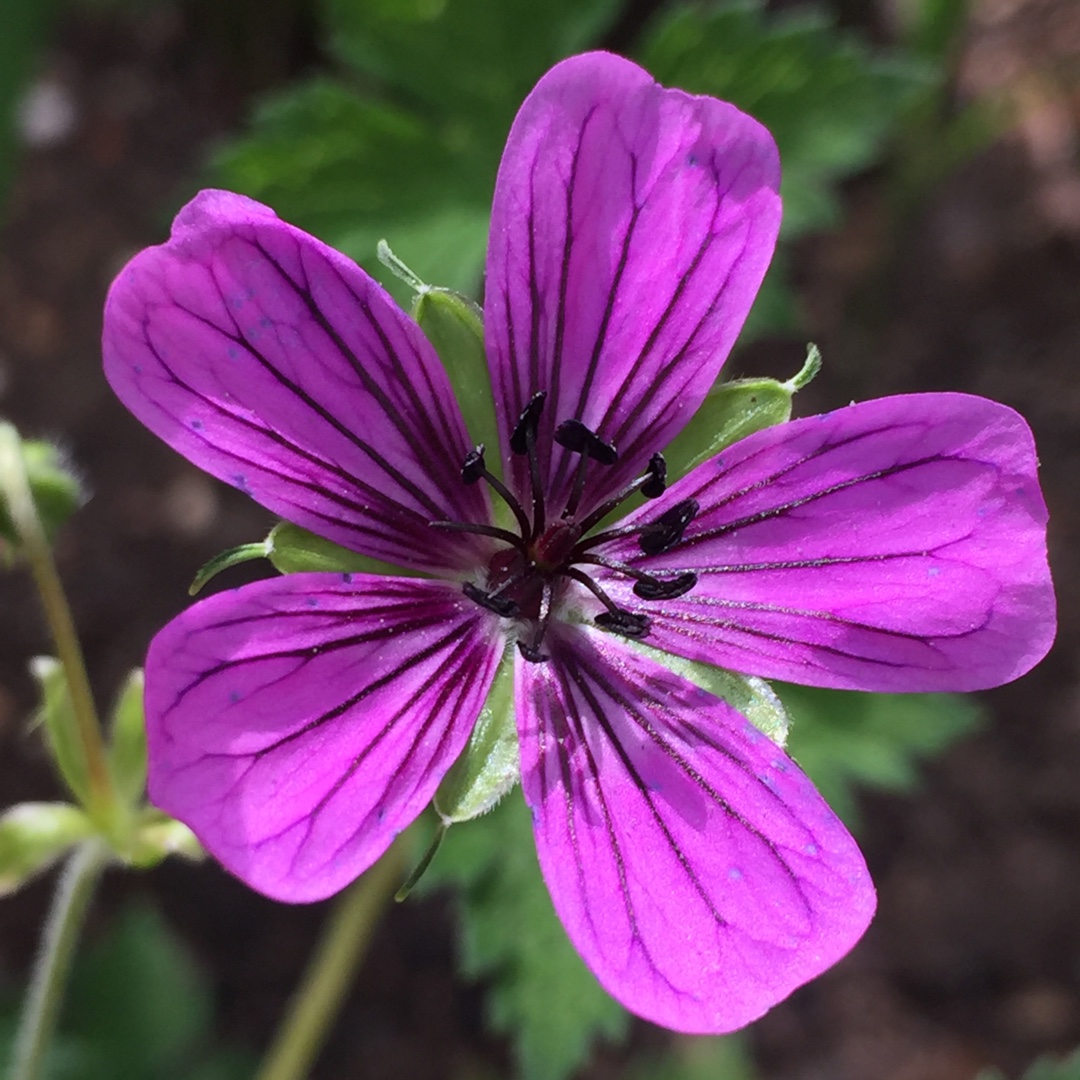 Geranium wallichianum Syabru in the GardenTags plant encyclopedia Wallichs Cranesbill Syabru in the GardenTags plant encyclopedia