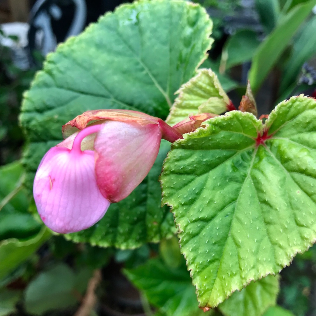 Begonia grandis Herons Pirouette in the GardenTags plant encyclopedia Hardy Begonia Herons Pirouette in the GardenTags plant encyclopedia