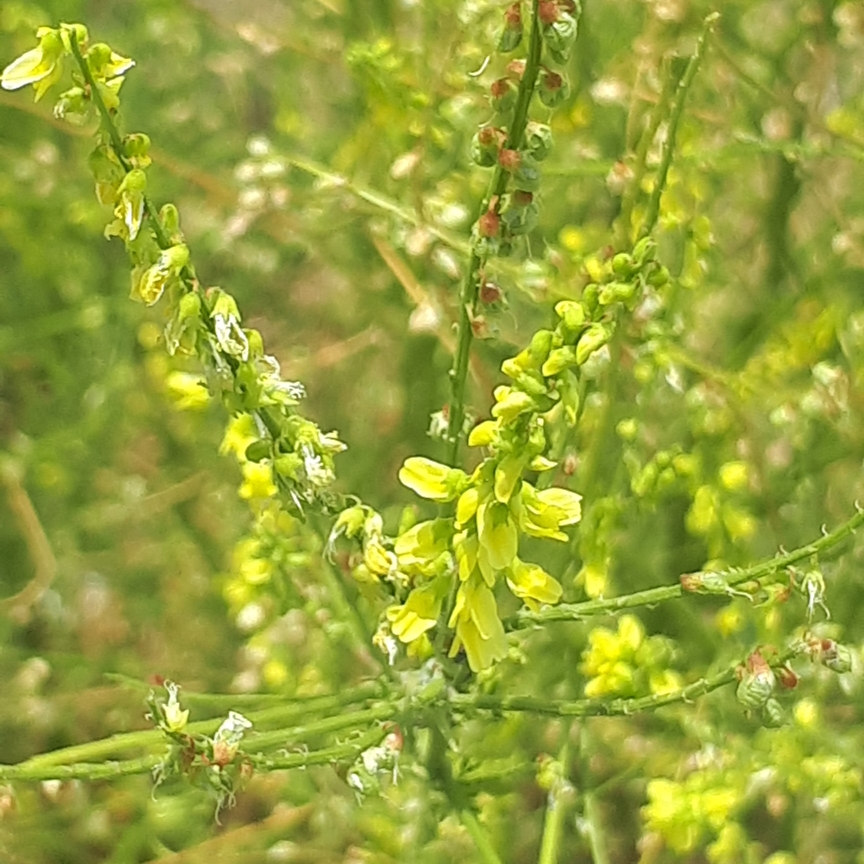 Melilotus officinalis in the GardenTags plant encyclopedia Yellow Sweet Clover in the GardenTags plant encyclopedia