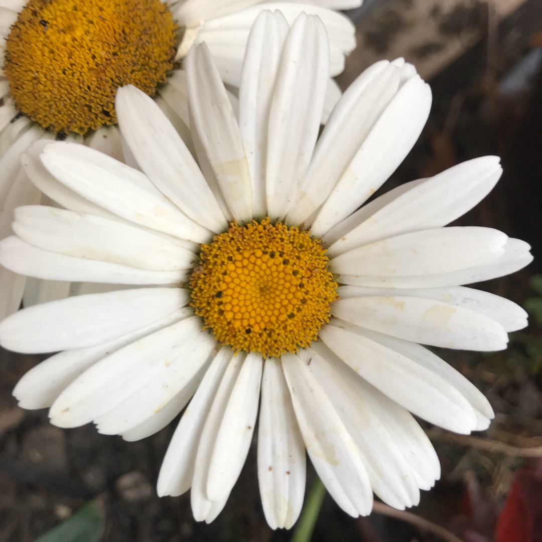 Leucanthemum Lagrande in the GardenTags plant encyclopedia Leucanthemum Lagrande in the GardenTags plant encyclopedia