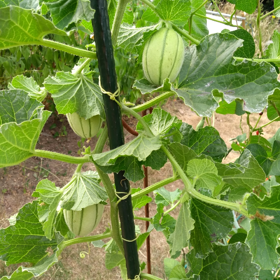 Cantaloupe Melon Pepito F1 in the GardenTags plant encyclopedia