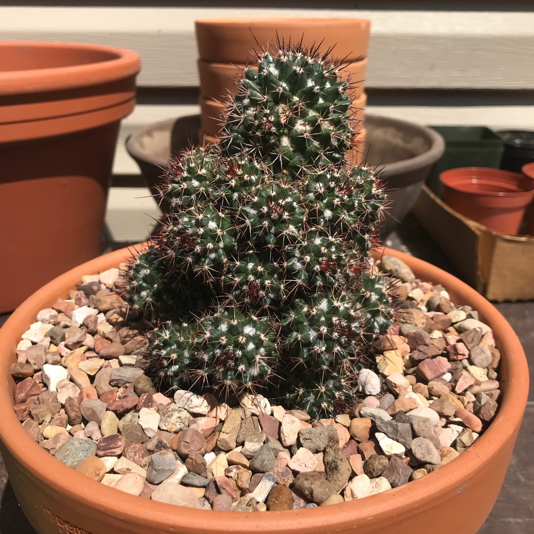 Mammillaria voburnensis subsp. voburnensis in the GardenTags plant encyclopedia Mammillaria voburnensis in the GardenTags plant encyclopedia