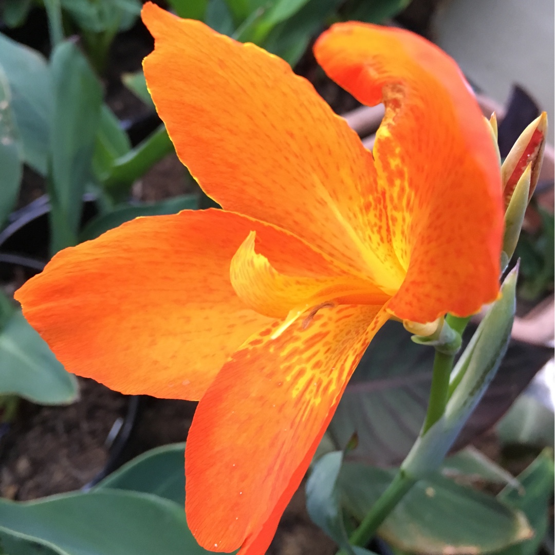 Canna Orange Punch in the GardenTags plant encyclopedia