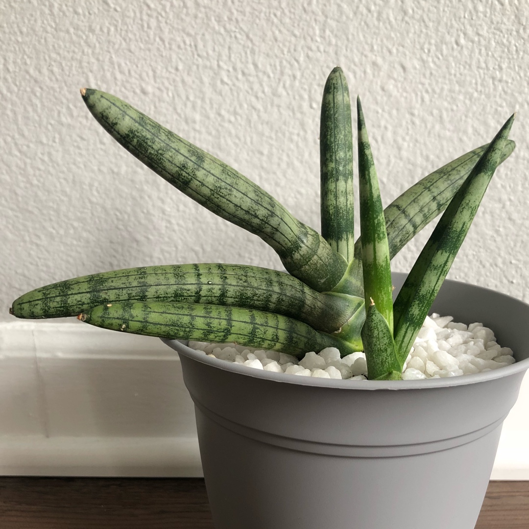 Sansevieria cylindrica Boncel in the GardenTags plant encyclopedia Starfish Snake Plant Boncel in the GardenTags plant encyclopedia