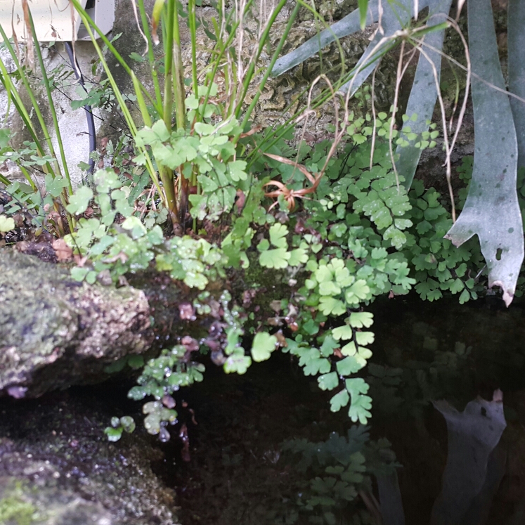 Adiantum Bellum in the GardenTags plant encyclopedia Bermuda Maidenhair Fern in the GardenTags plant encyclopedia