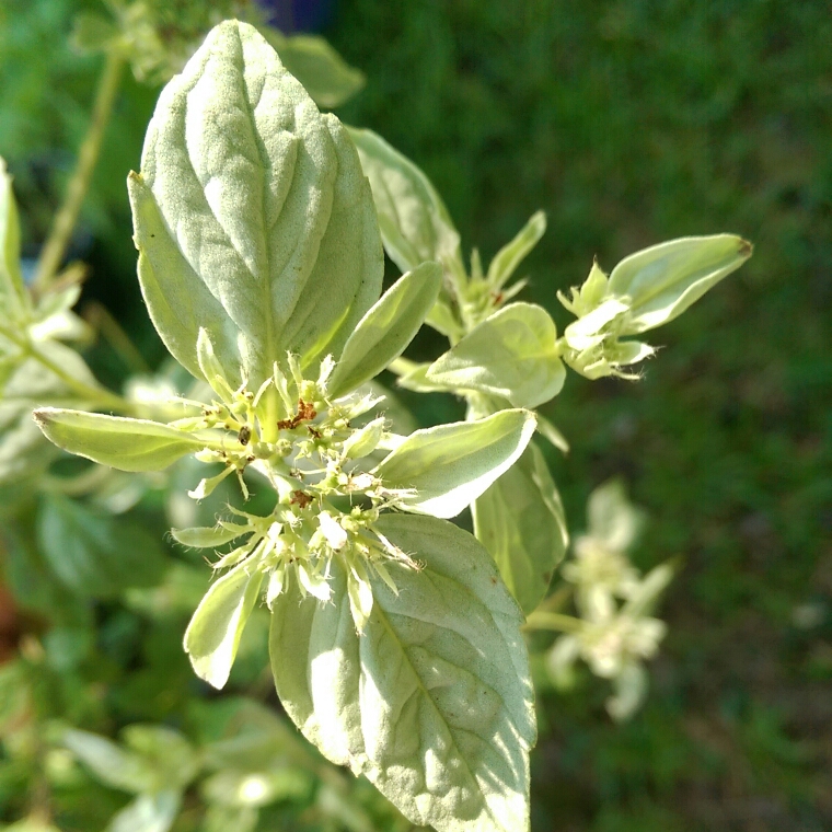 Pycnanthemum incanum in the GardenTags plant encyclopedia Hoary Mountain Mint in the GardenTags plant encyclopedia