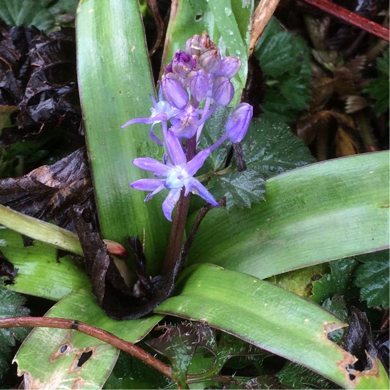 Scilla messeniaca in the GardenTags plant encyclopedia Greek Squill in the GardenTags plant encyclopedia