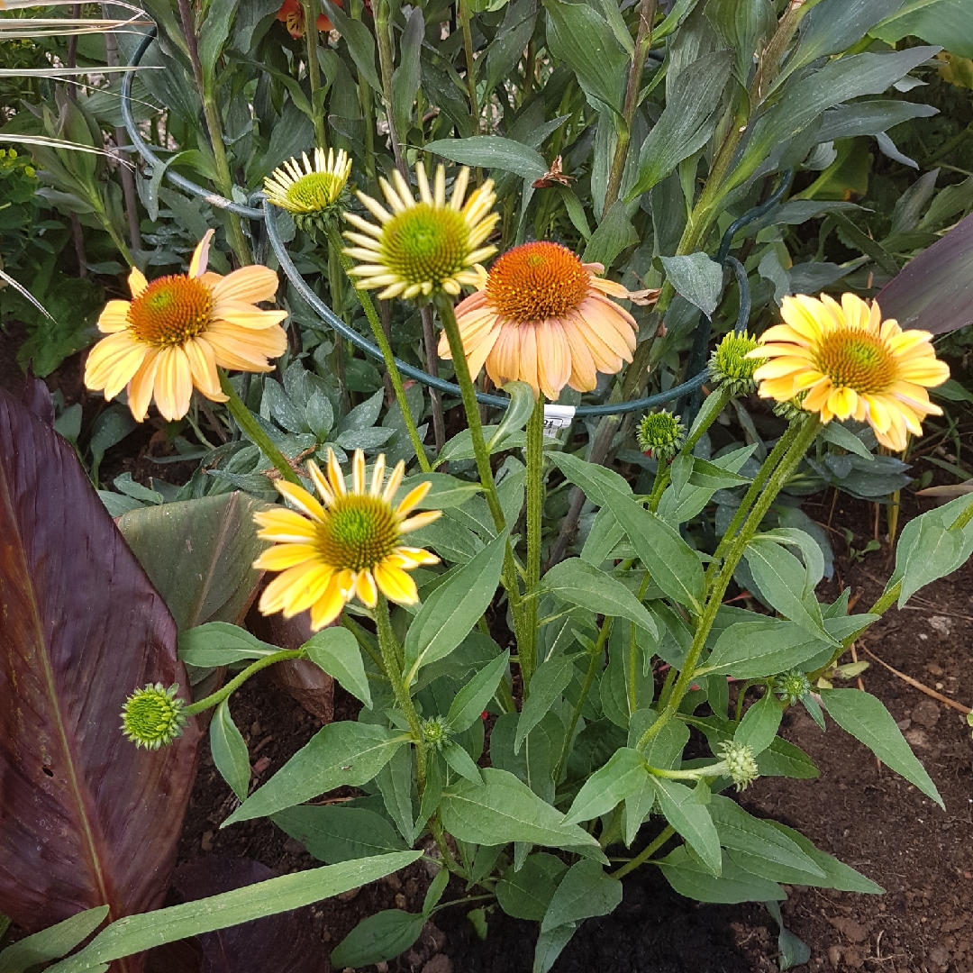 Echinacea Hilmoosymp (Mooodz Series) syn. Echinacea Mooodz Sympathy in the GardenTags plant encyclopedia Coneflower Mooodz Sympathy in the GardenTags plant encyclopedia