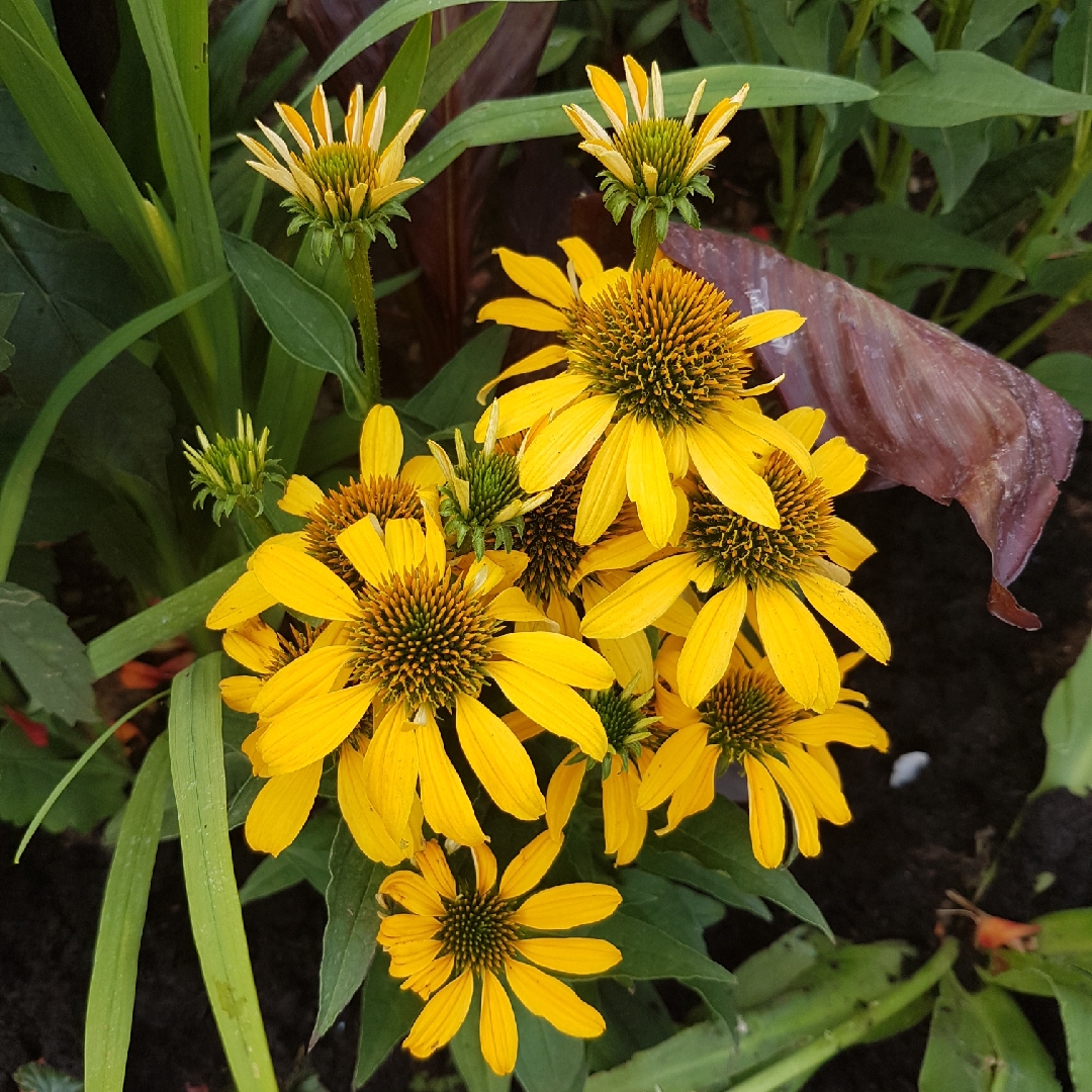 Echinacea Hilmoodrea (Mooodz Series) syn. Echinacea Mooodz Dream in the GardenTags plant encyclopedia Coneflower Mooodz Dream in the GardenTags plant encyclopedia