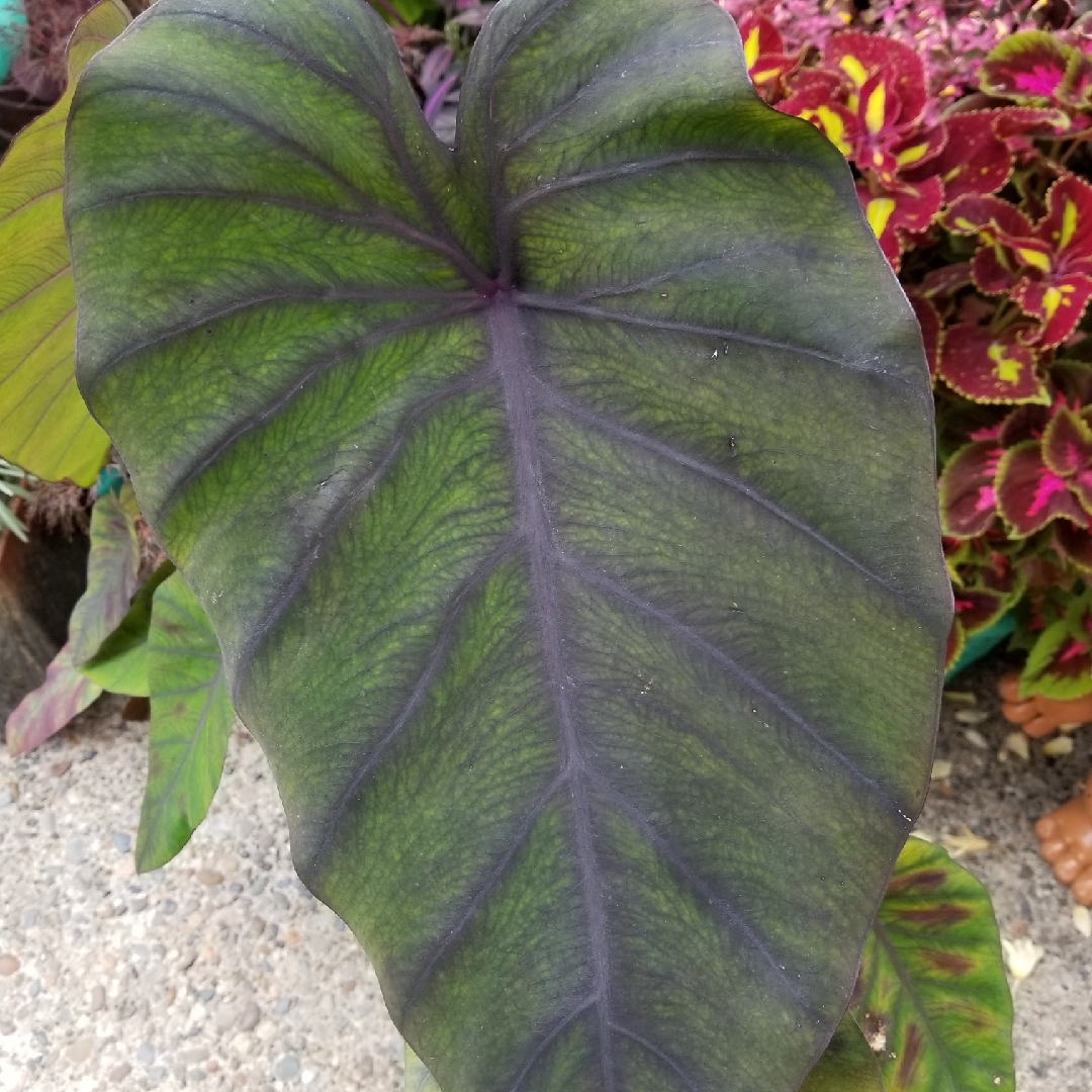 Colocasia esculenta Madeira in the GardenTags plant encyclopedia Elephant Ear Madeira in the GardenTags plant encyclopedia