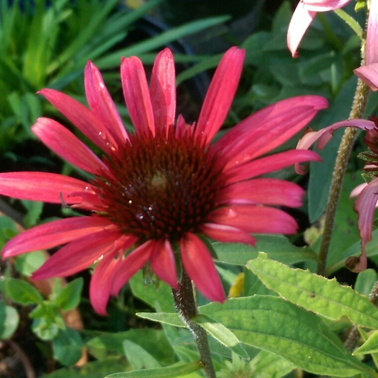 Echinacea Solar Flare (Big Sky Series) in the GardenTags plant encyclopedia Coneflower Solar Flare in the GardenTags plant encyclopedia
