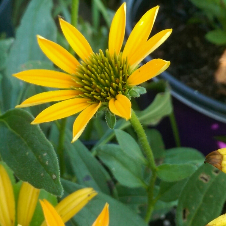 Echinacea Now Cheesier in the GardenTags plant encyclopedia Coneflower Now Cheesier in the GardenTags plant encyclopedia