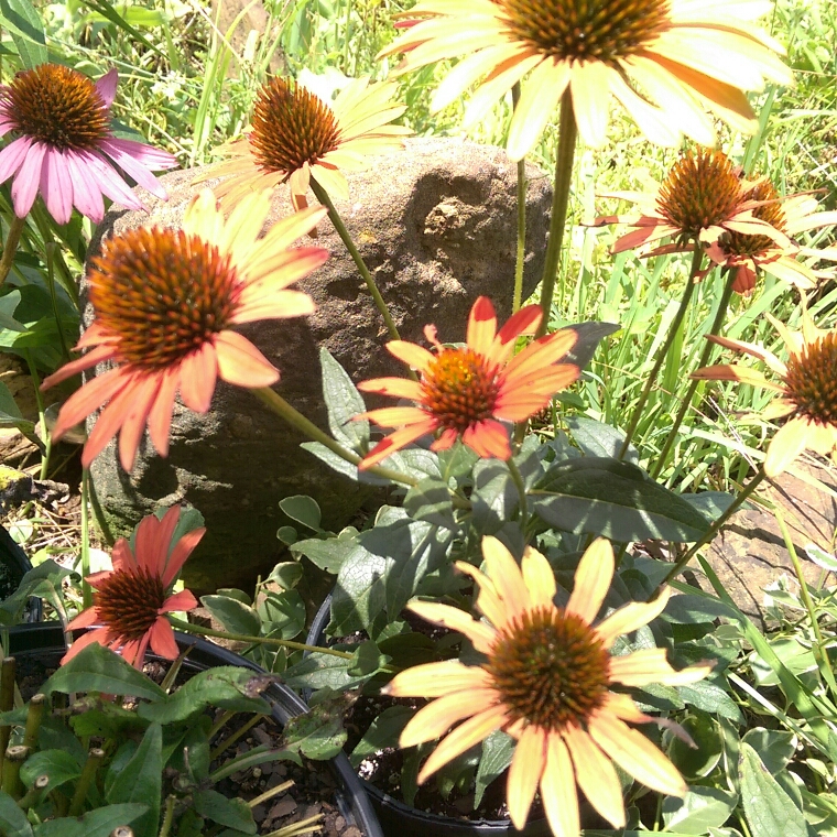 Echinacea Dixie Blaze (Dixie Series) in the GardenTags plant encyclopedia Coneflower Dixie Blaze in the GardenTags plant encyclopedia