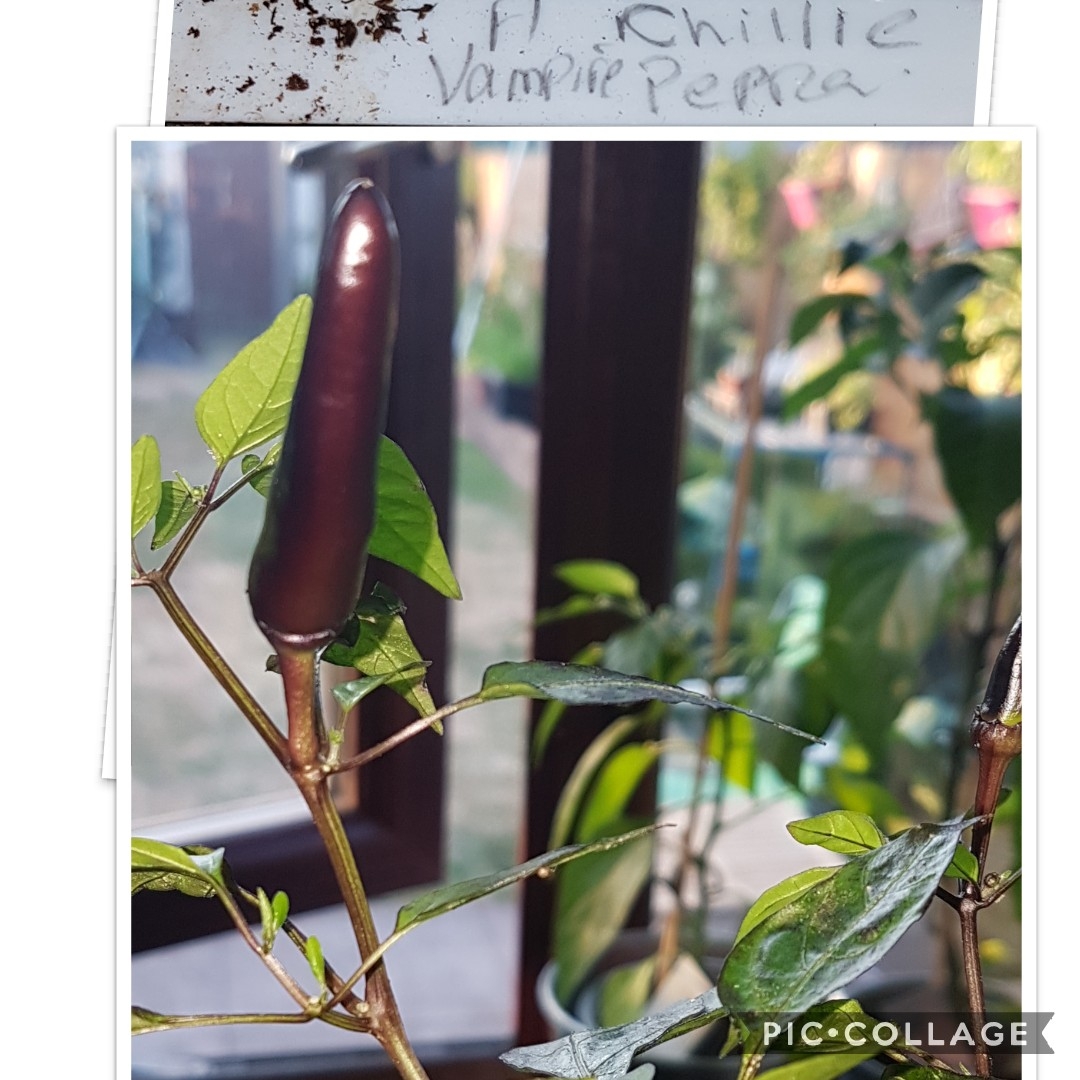 Capsicum Annuum Vampire in the GardenTags plant encyclopedia Chilli Vampire in the GardenTags plant encyclopedia