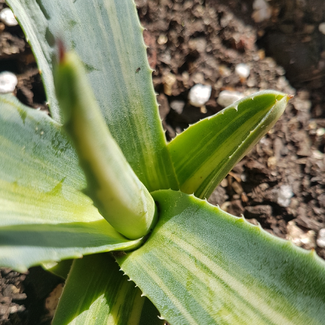Agave americana Striata in the GardenTags plant encyclopedia Century Plant Striata in the GardenTags plant encyclopedia