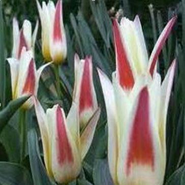 Tulipa Johann Strauss in the GardenTags plant encyclopedia Tulip Johann Strauss (Kaufmanniana) in the GardenTags plant encyclopedia
